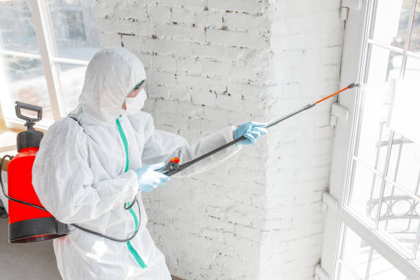 Best Black Mold Removal  in Dagsboro, DE